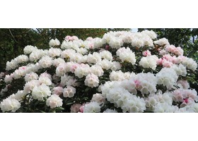 德国树木图像画廊 Dendroimage 官方网站植物图像横幅