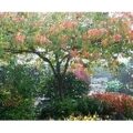 Lael's Moon Garden Nursery 美国月亮花园苗圃