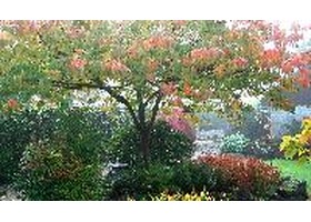 Lael's Moon Garden Nursery 美国月亮花园苗圃