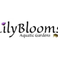 百合花水生植物花园 Lilyblooms Aquatic Gardens