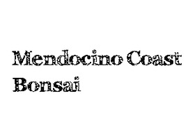 Mendocino Coast Bonsai
