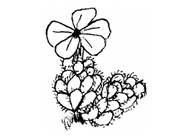 Vojtěch Holubec 高山植物摄影网站花卉标识