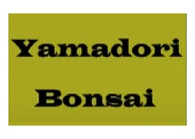 瑞士 Yamadori 树桩盆景 - 阿尔卑斯山野生采集与盆景造型教学平台