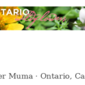 安大略野花 Ontario Wildflowers 图鉴