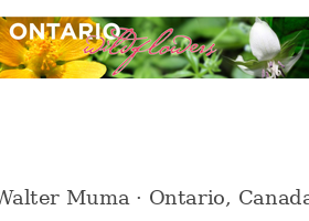 安大略野花 Ontario Wildflowers 图鉴