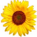 Calflora Logo