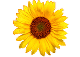 Calflora Logo