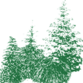 荷兰 Edwin Smits 针叶树苗圃 Edwin Smits Conifers