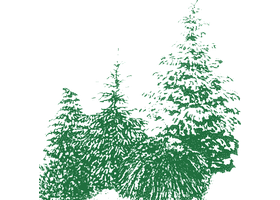 荷兰 Edwin Smits 针叶树苗圃 Edwin Smits Conifers