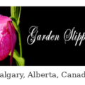加拿大花园拖鞋兰 Garden Slippers 苗圃