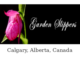 加拿大花园拖鞋兰 Garden Slippers 苗圃