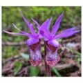 Idaho Native Plant Society