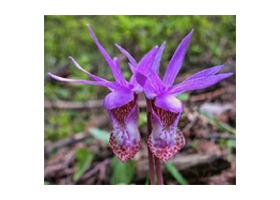 Idaho Native Plant Society