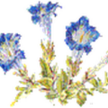 比利时 Gentians.be 龙胆资源网
