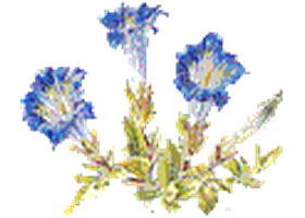比利时 Gentians.be 龙胆资源网