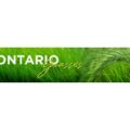 Ontario Grasses, Sedges & Rushes — Walter Muma 个人维护的安大略禾本莎草科草本图鉴 banner