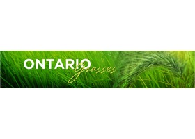 Ontario Grasses, Sedges & Rushes — Walter Muma 个人维护的安大略禾本莎草科草本图鉴 banner