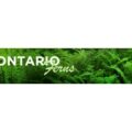 安大略蕨类 Ontario Ferns