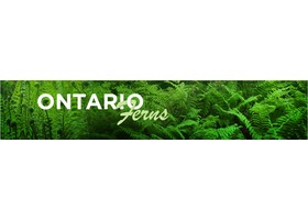 安大略蕨类 Ontario Ferns