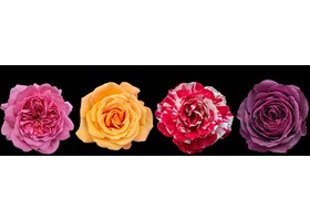 Seattle Rose Society