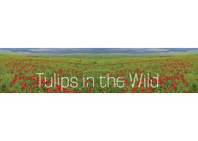 Tulips in the Wild