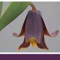 英格兰高山花园协会贝母小组 The Fritillaria Group