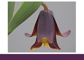 英格兰高山花园协会贝母小组 The Fritillaria Group