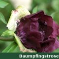 德国 Rockii 紫斑牡丹收藏 — Baumpfingstrosen.de Logo