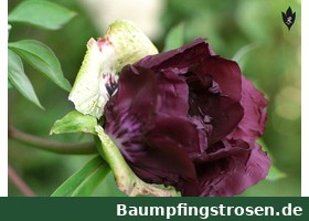 德国 Rockii 紫斑牡丹收藏 — Baumpfingstrosen.de Logo