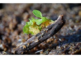 美国圣地亚哥蕨类学会 SDFS Lecanopteris mirabilis 标识