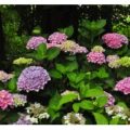 比利时 Ajisai 绣球花苗圃粉色蓝色花球