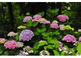 比利时 Ajisai 绣球花苗圃粉色蓝色花球