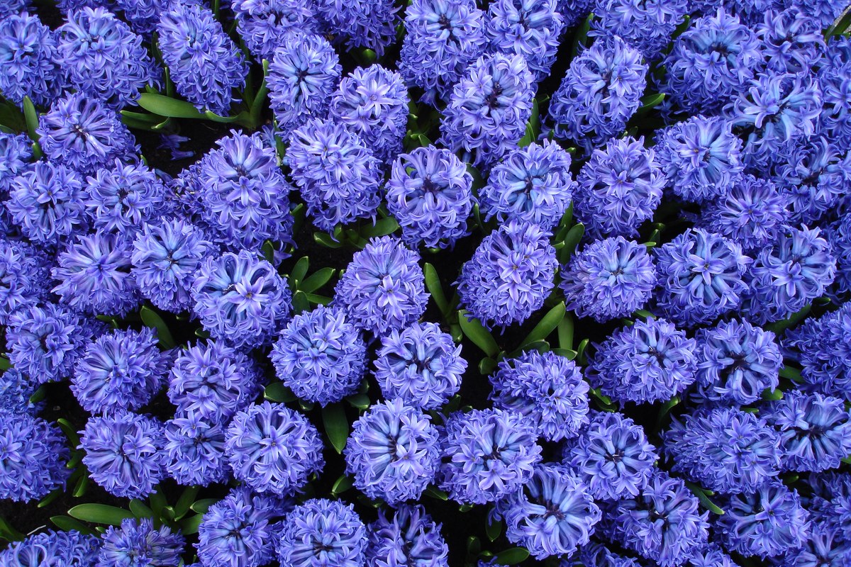 成片的蓝紫色重瓣风信子花球近景,花序层层叠叠