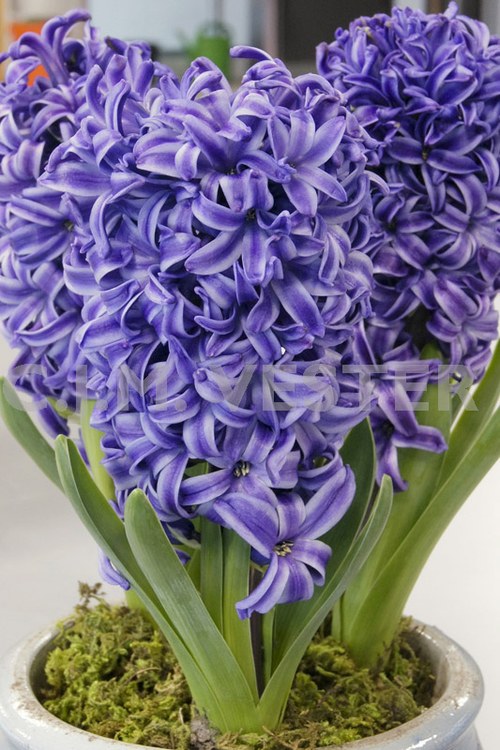 盆栽蓝色风信子 Blue Pearl,花序紧密,盆面覆着绿苔