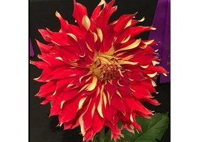 Dahlia Del official signature dahlia bloom