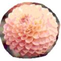 The Growing World of Dahlias logo