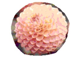 The Growing World of Dahlias 大丽花世界 花朵徽标