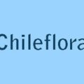Chileflora 标志，浅蓝底上的深蓝 Chileflora 字样