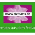德国户外耐寒铁线莲苗圃 logo，绿色底配粉色铁线莲花与 www.clematis.de 与 Clematis aus dem Freiland 字样