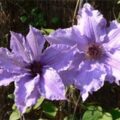 网络上的铁线莲 Clematis on the Web 数据库标识,淡紫色重瓣铁线莲花朵剪影