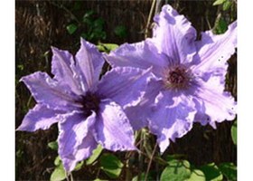 网络上的铁线莲 Clematis on the Web 数据库标识，淡紫色重瓣铁线莲花朵剪影