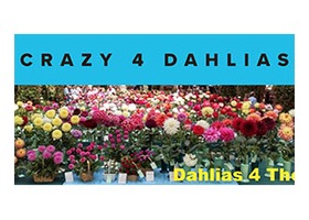 美国 疯狂大丽花苗圃 Crazy 4 Dahlias