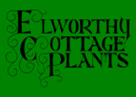 英国埃尔沃西农舍植物苗圃 Elworthy Cottage Plants logo