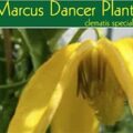 英国 Marcus Dancer Plants 苗圃 logo,绿底白字 Marcus Dancer Plants 与 clematis specialist 副标,下方黄色铁线莲花朵