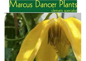 英国 Marcus Dancer Plants 苗圃 logo，绿底白字 Marcus Dancer Plants 与 clematis specialist 副标，下方黄色铁线莲花朵