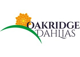 加拿大橡树岭大丽花 Oakridge Dahlias