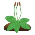 荷兰 Plantago 植物和苗圃数据库 logo