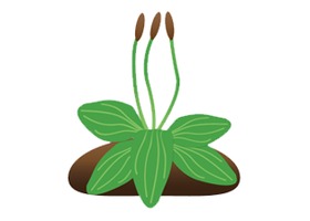 荷兰 Plantago 植物和苗圃数据库 logo