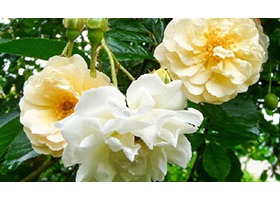 法国 玫瑰协会 Roses Anciennes en France