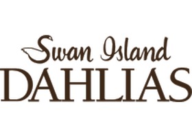 美国天鹅岛大丽花 Swan Island Dahlias